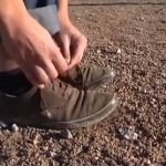 Le manifeste des ânes