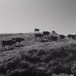 Par des voies si étroites