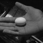 les oiseaux d’Arabie