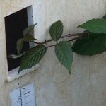 I’ll be your mirror