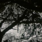 Au bois des Aresquiers