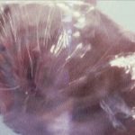 Entretien avec Philippe Cote