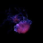 We Began by Measuring Distance