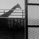 The New Architecture and the London Zoo