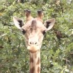 Correspondance à trois