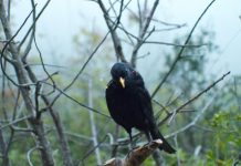 Une Rose Ouverte / Warda