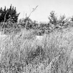 Arpenter les lisières