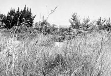 Arpenter les lisières