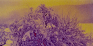 Le travail au noir : Avec Gaëlle Rouard