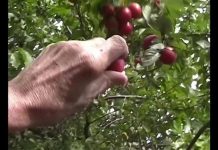 Entretien avec Pierre Louapre