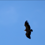 Draps sous fenêtres sous oiseaux