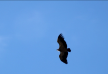 Draps sous fenêtres sous oiseaux