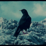 Automne 2025 – Hiver 2026. Réfractaire