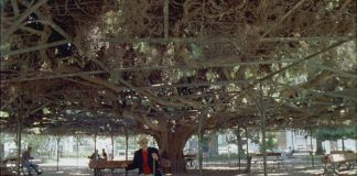 Quatre films* de João César Monteiro, observations